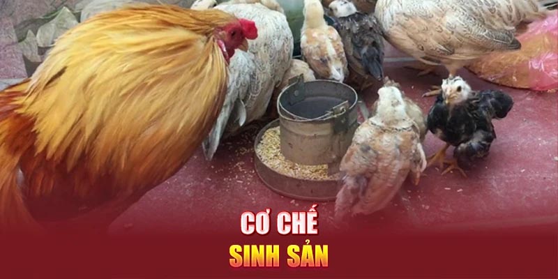 Cơ chế sinh sản