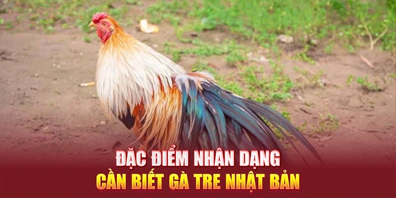 Đặc điểm nhận dạng cần biết gà tre Nhật Bản